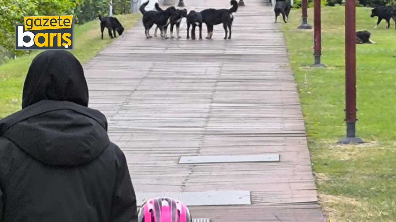 SEKA Park’ta köpeklerin sayısı artıyor!