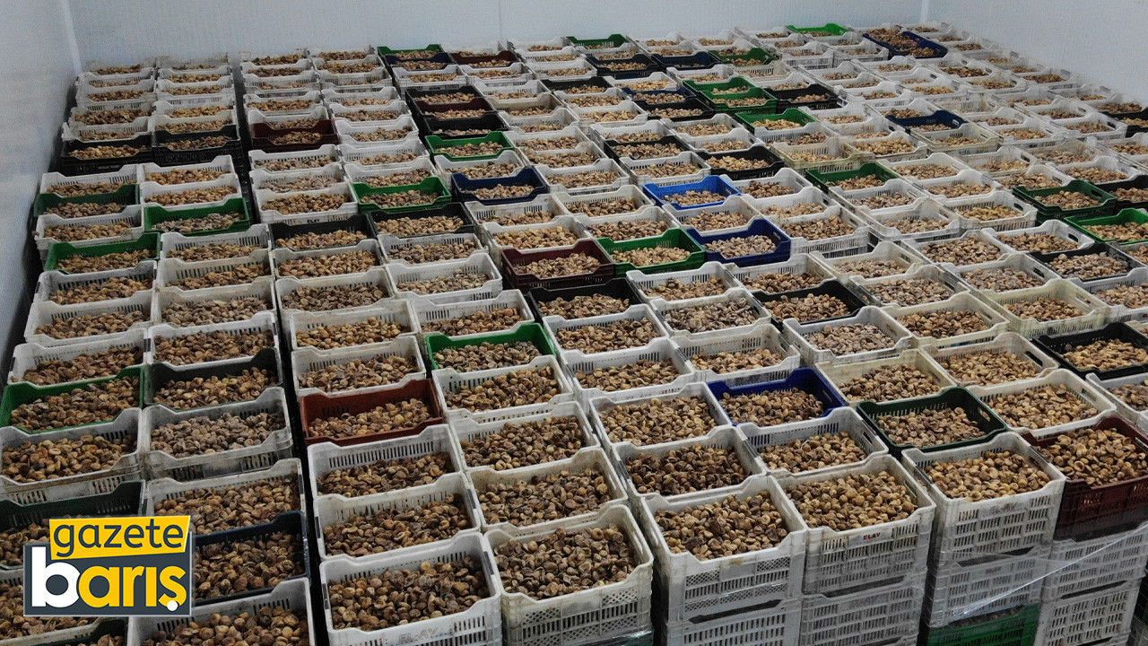 Kuru incir ihracatı yüzde 28 büyüdü