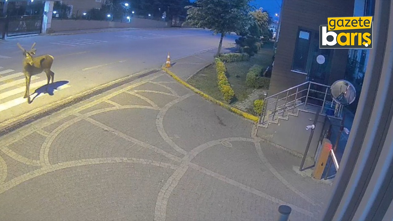 Kızıl geyikler Kocaeli'de şehre indi