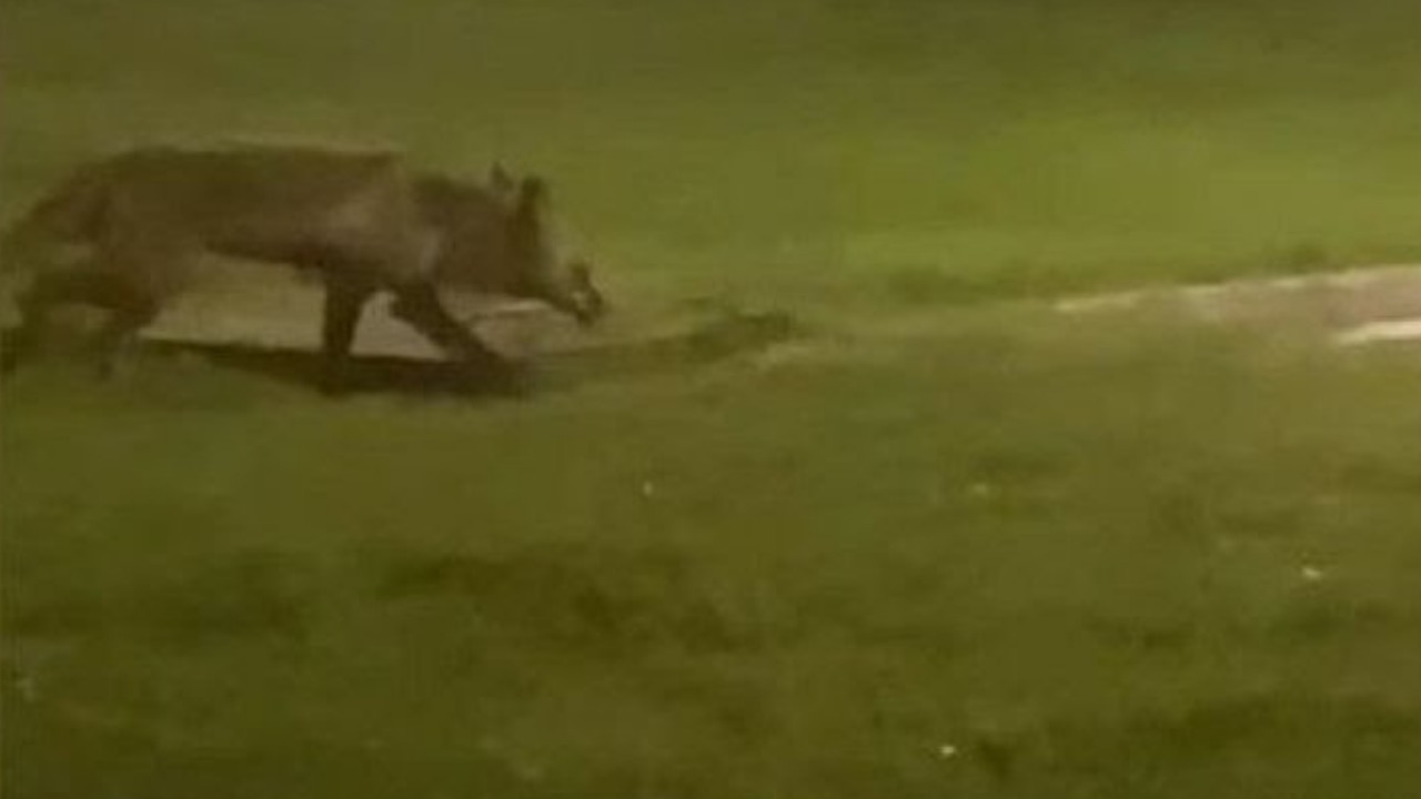Tilki, Kocaeli'de bakın neyin bahçesine sığındı! Verdikleri isim güldürdü