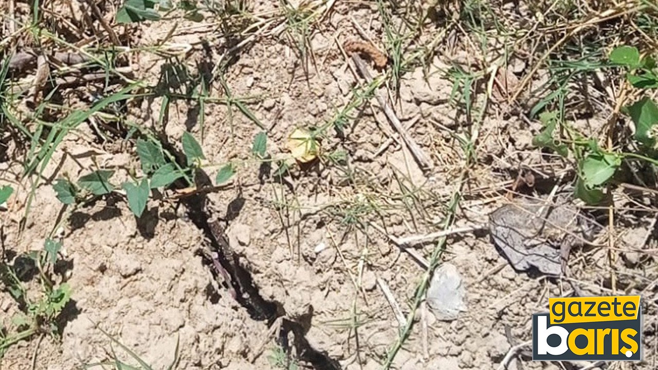 Çiftçiler endişeli. Kocaeli'de toprak kuraklaşıyor