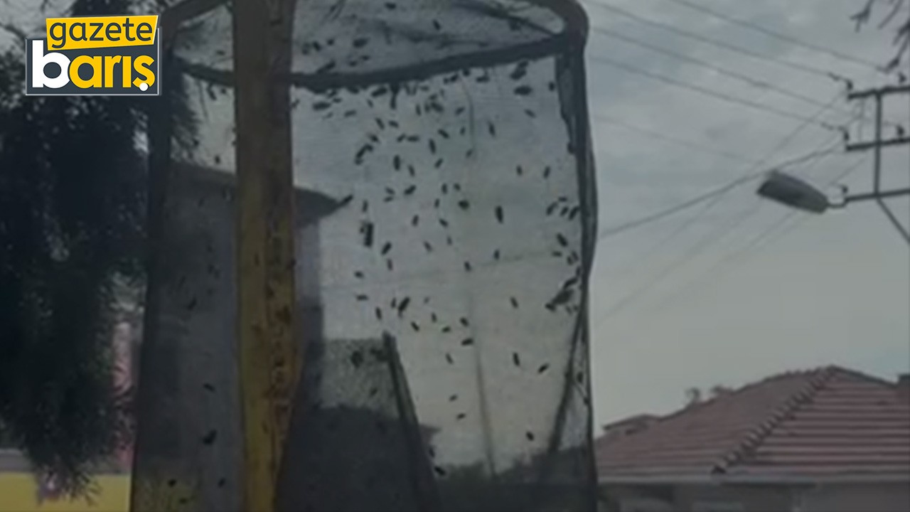 Gebze ve Çayırova’yı sinekler bastı