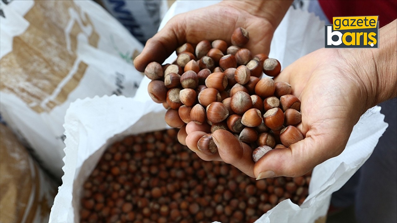 Fındık üreticisine müjde: Kandıra’daki tesis için ihale günü geldi