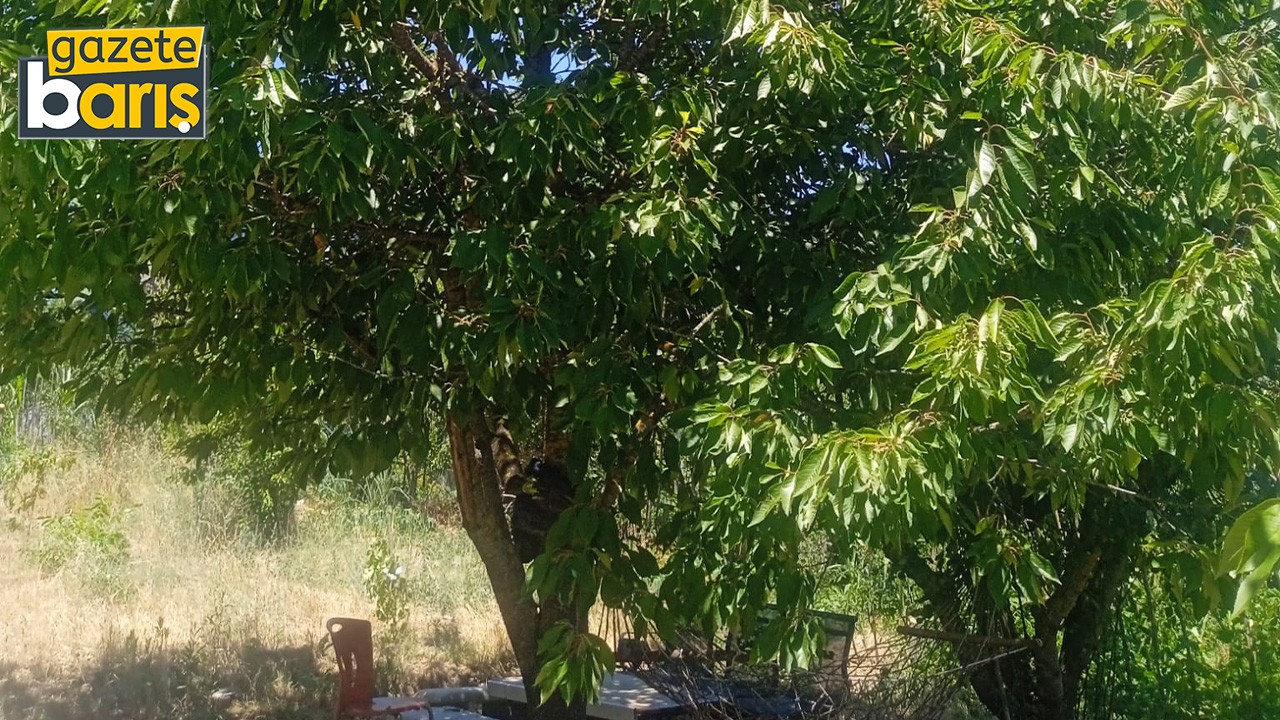Kocaeli’de kiraz lüks oldu!