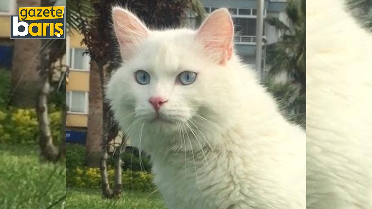 Kocaeli’de bu kediyi bulana 10 bin TL verilecek