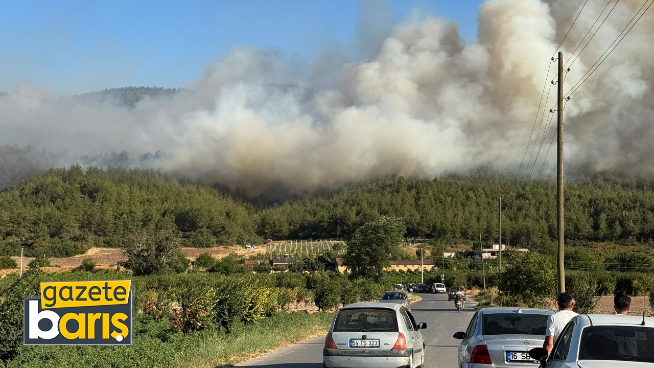 Sakarya'da orman yangını