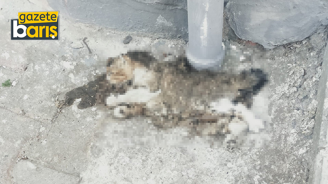 Sokak ortasında ölen kedi günlerdir kaldırılmıyor