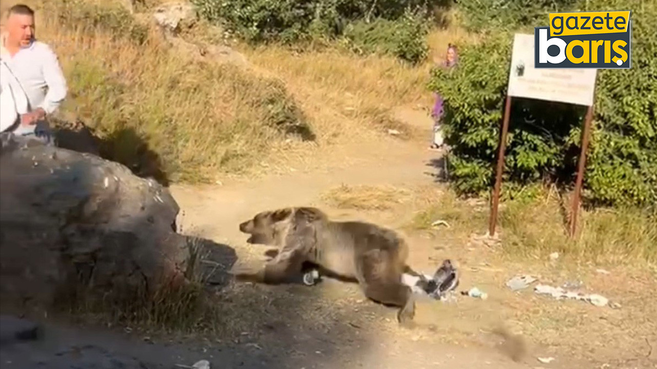 Kucağında bebekle ayı saldırısına uğradı