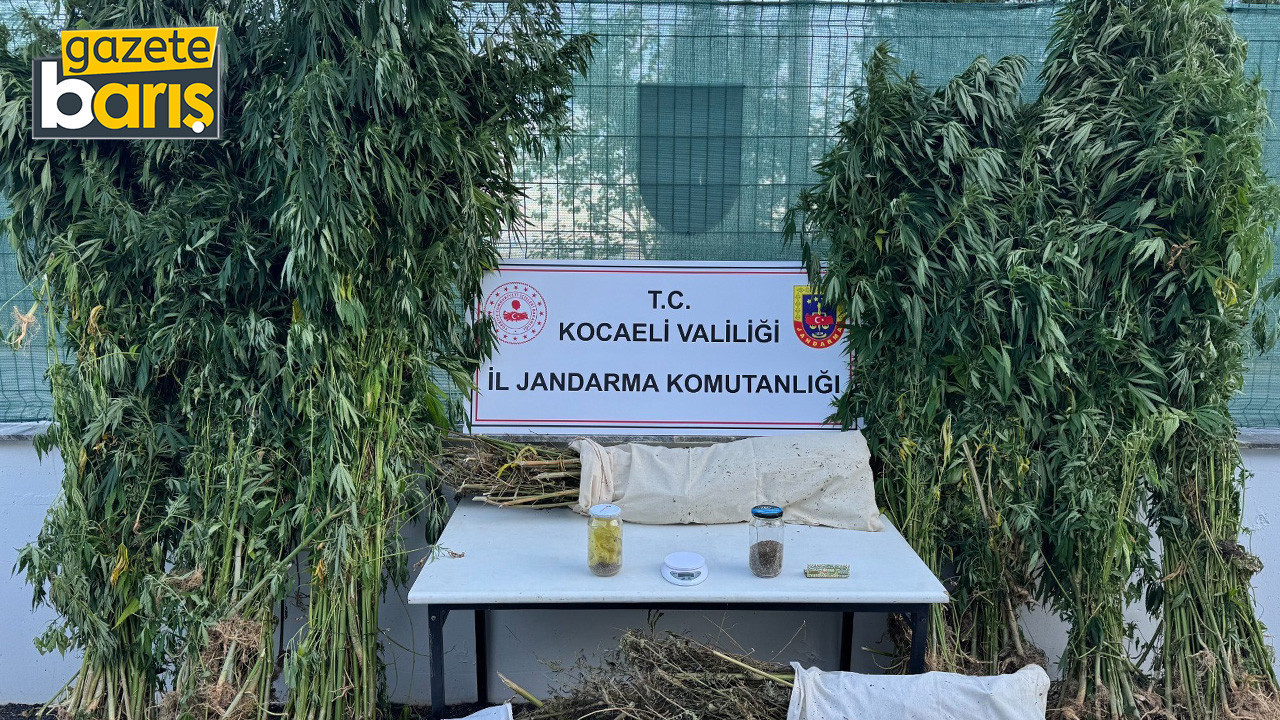 Kocaeli'de 12 kilo esrar ve 583 kök kenevir ele geçirildi