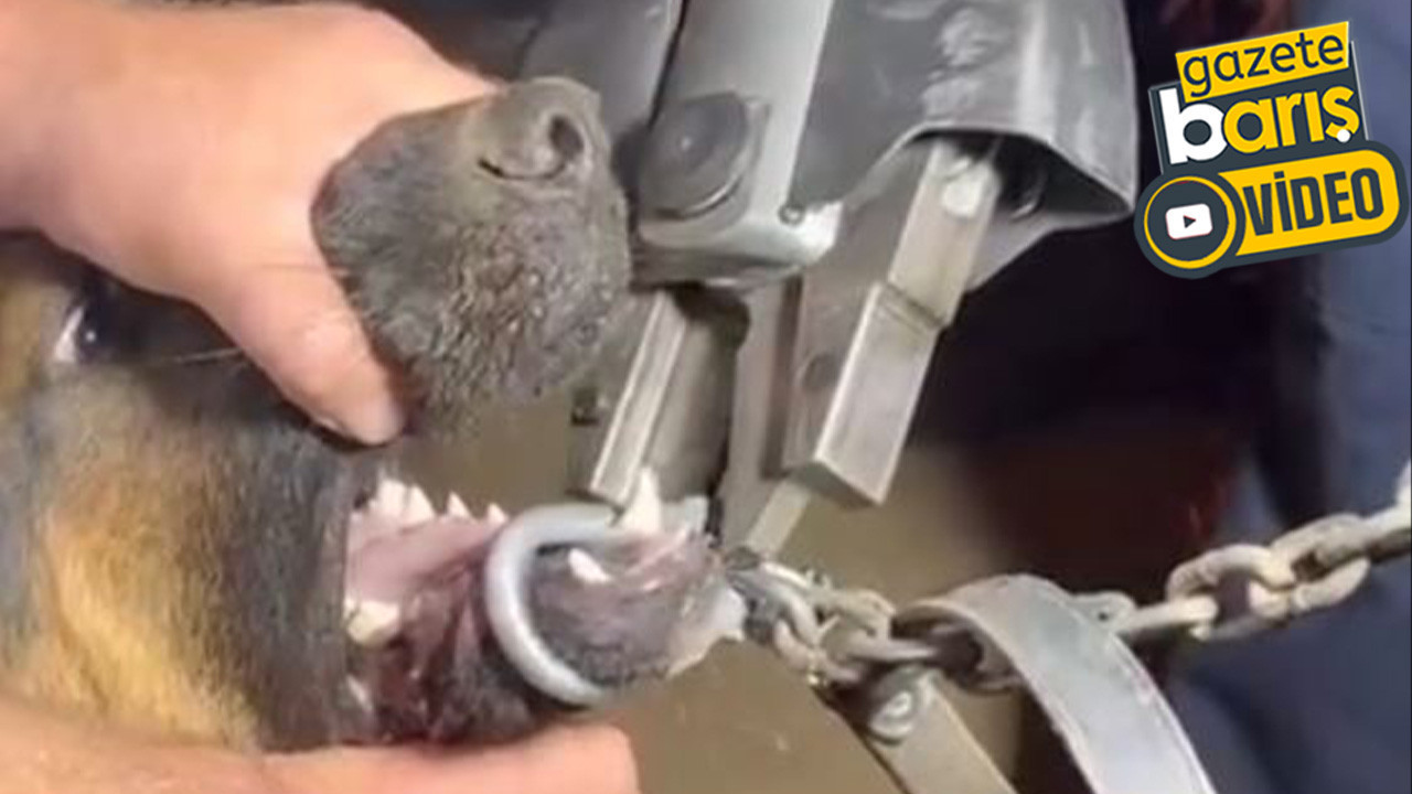 Kocaeli’de dişleri zincire sıkışan köpek, böyle kurtarıldı!