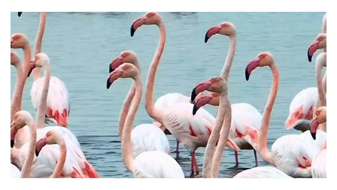İzmit Körfezi'nde flamingo dansı