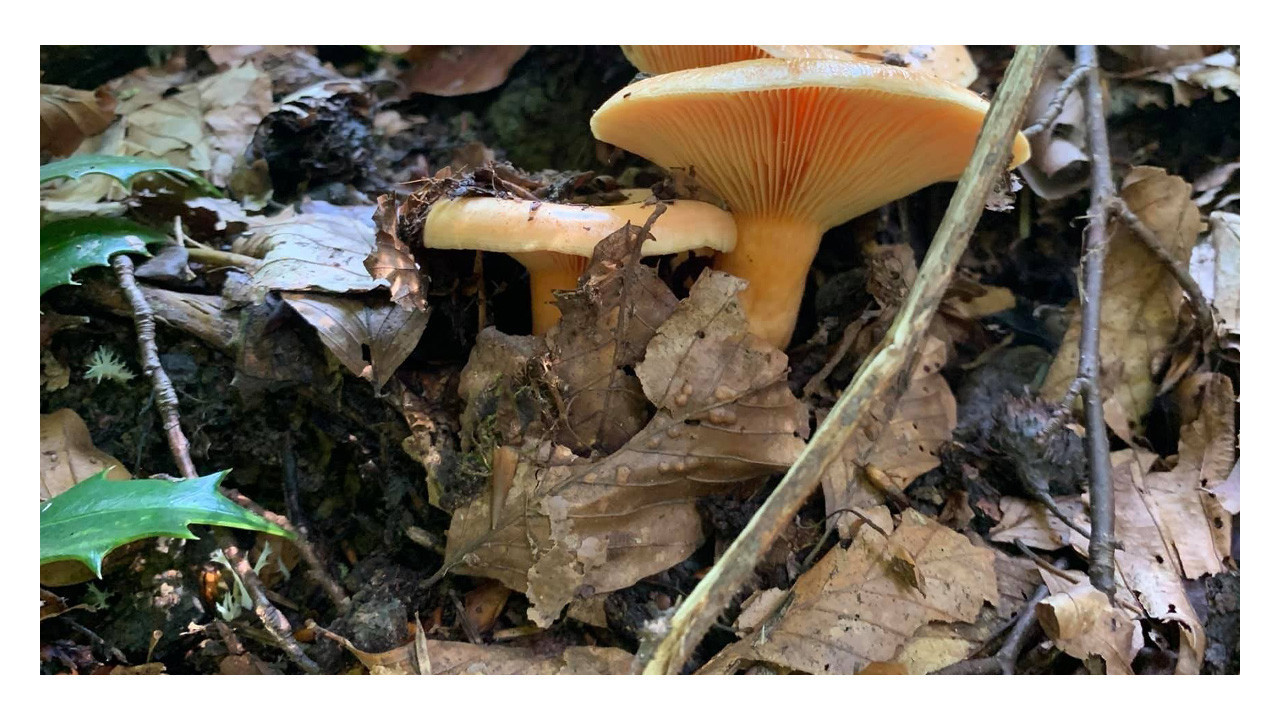 Mantarların artışı ile zehirlenmeler başladı