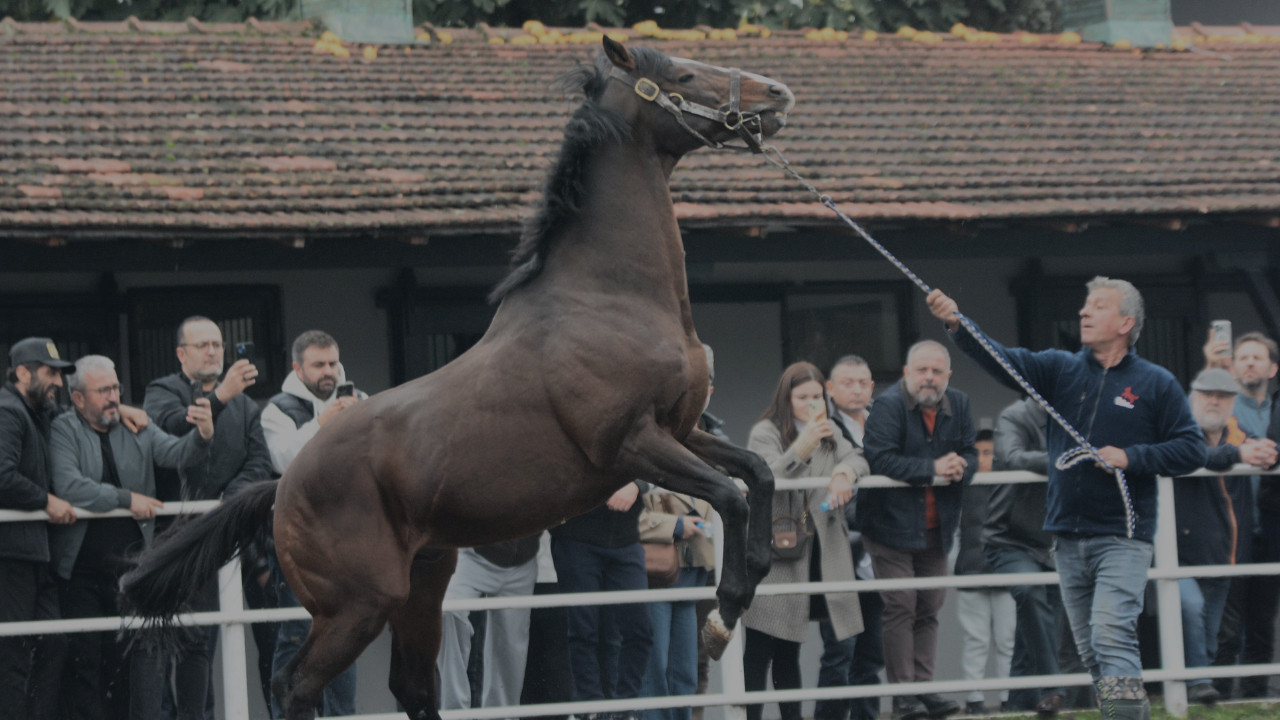 Dünyaca ünlü şampiyon Belardo Kocaeli’de: Yavruları 25 milyon dolar kazandı!