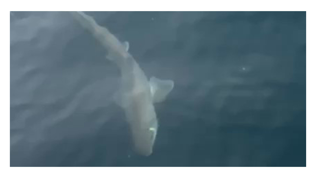 Gemlik Körfezi'nde balıkçıların oltasına köpek balığı takıldı