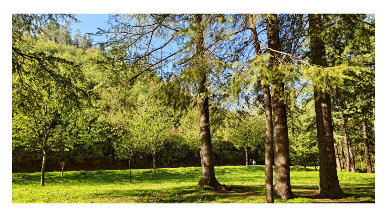 Fotoğraf Kocaeli'den. Kışı değil, yazı karşılar gibi!