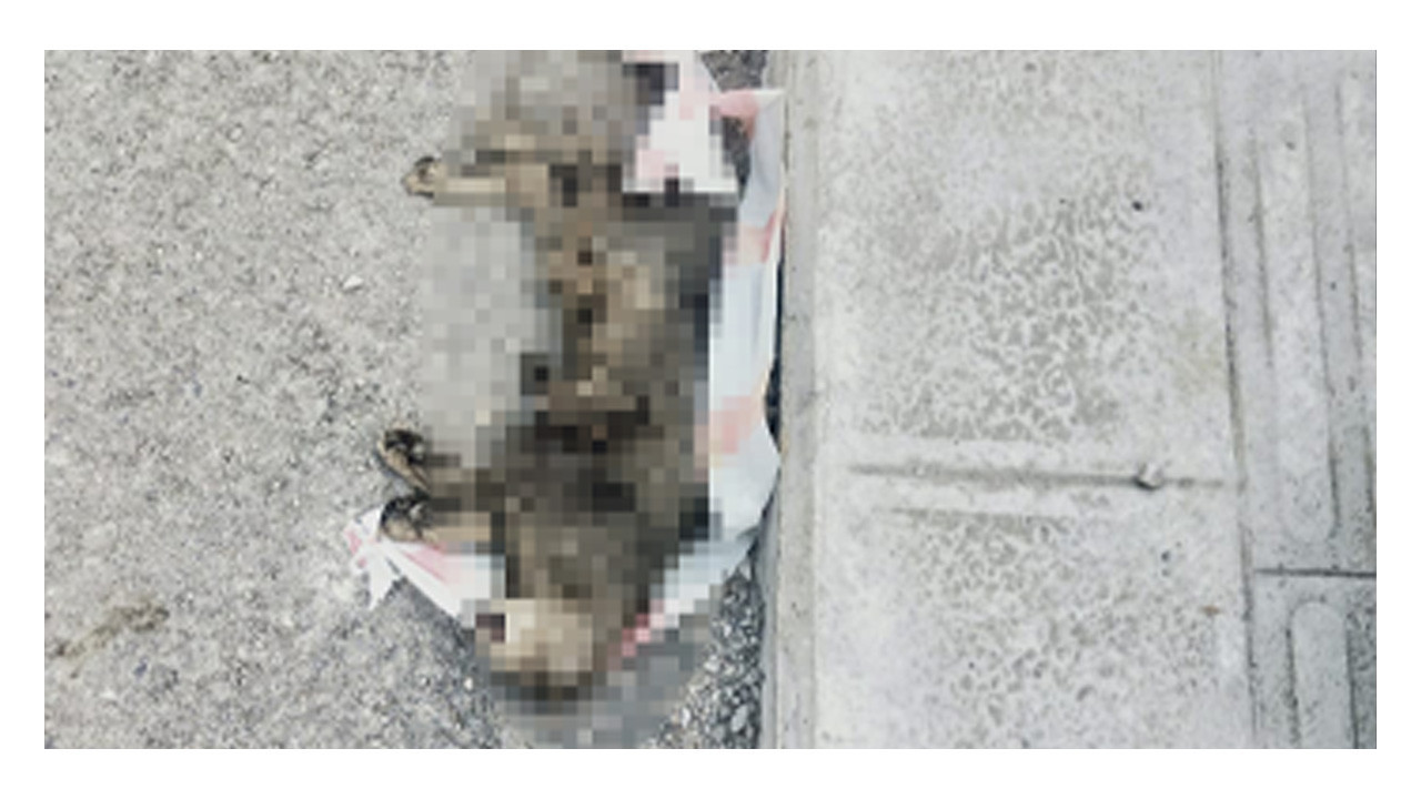 İzmit’te ölü kedi endişesi!