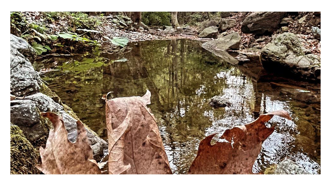 Kocaeli'de orman yasağı bitti