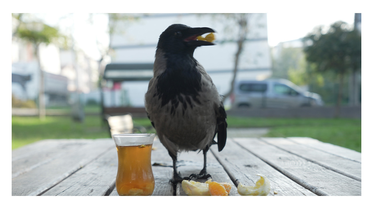 Kocaeli'deki bu karga çay içip Rize helvası yiyor
