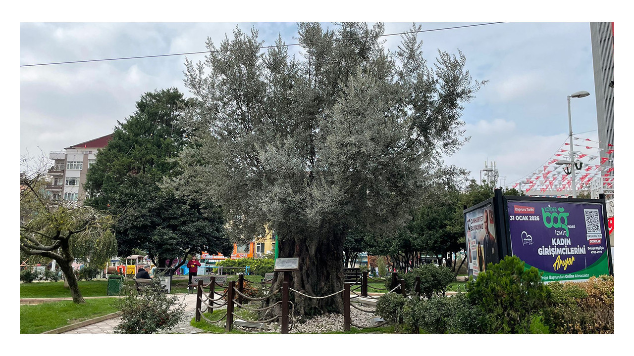 İzmir’den İzmit’e uzanan hikaye: 605 yıllık zeytin ağacı yerini sevdi