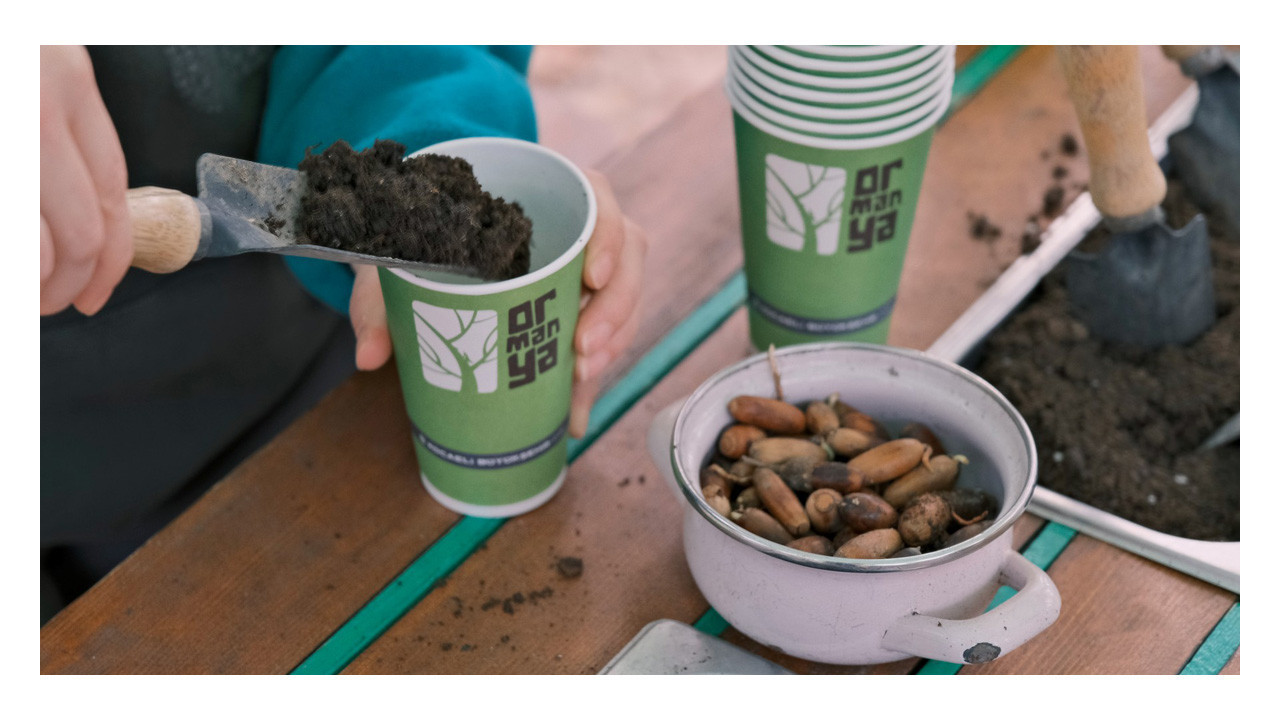 Ormanya’da meşe palamutları geleceğe umut oldu