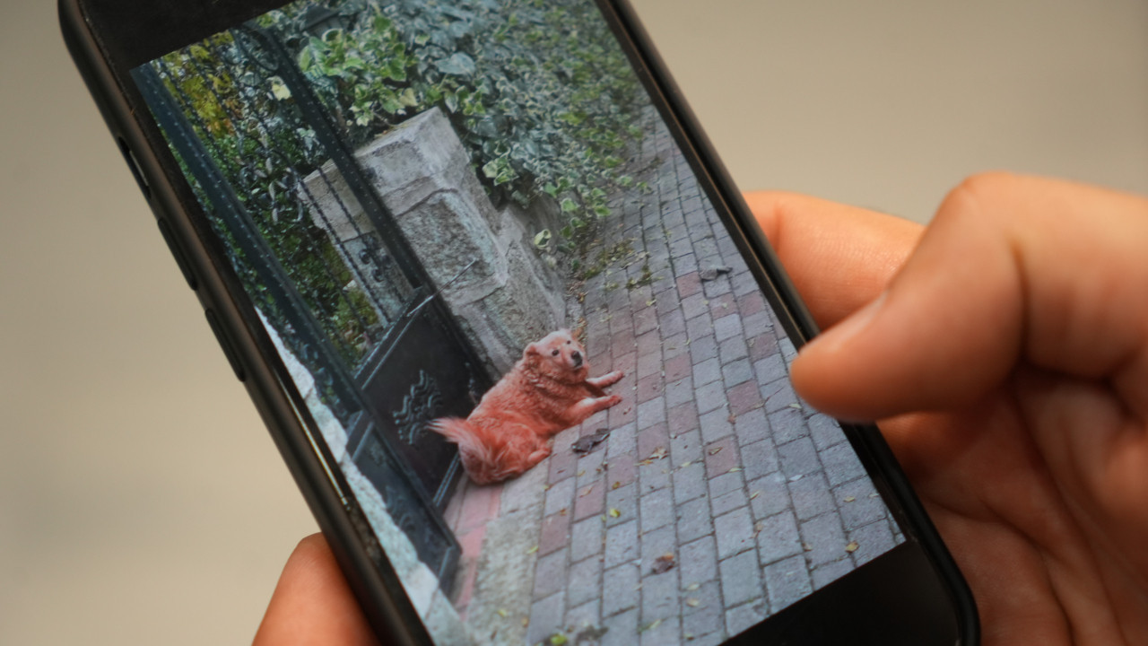 Renkli köpek görüntüleri sosyal medyayı karıştırdı!