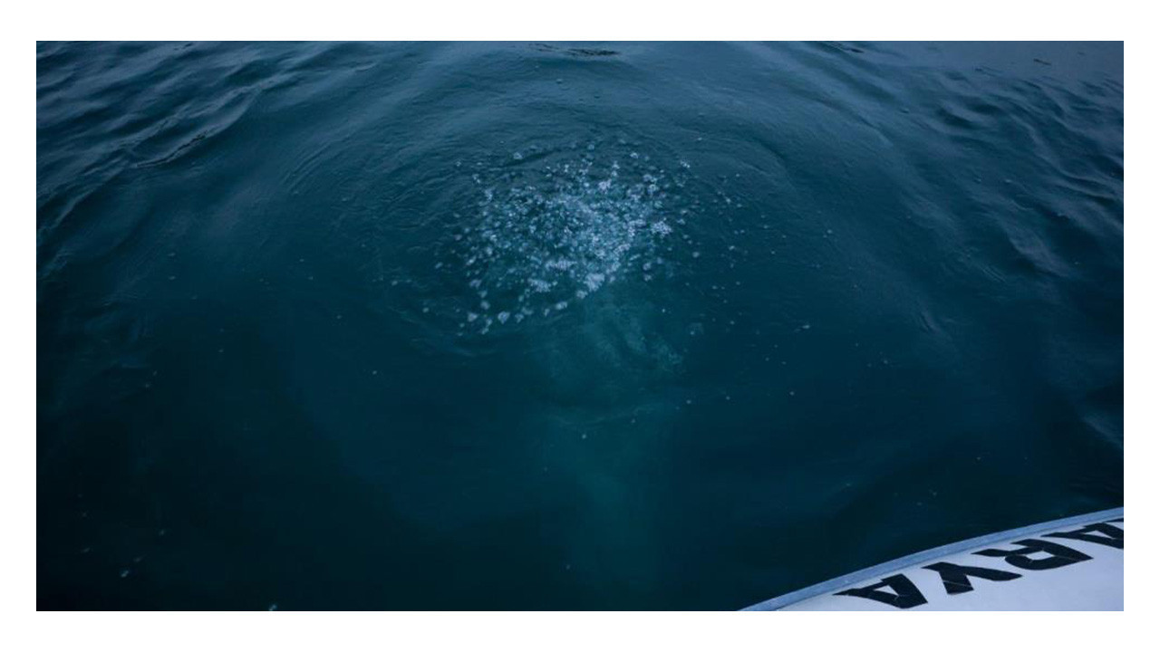 Kocaeli'nin içme suyu kaynağı Sapanca Gölü'ndeki kabarcıklar endişe yarattı