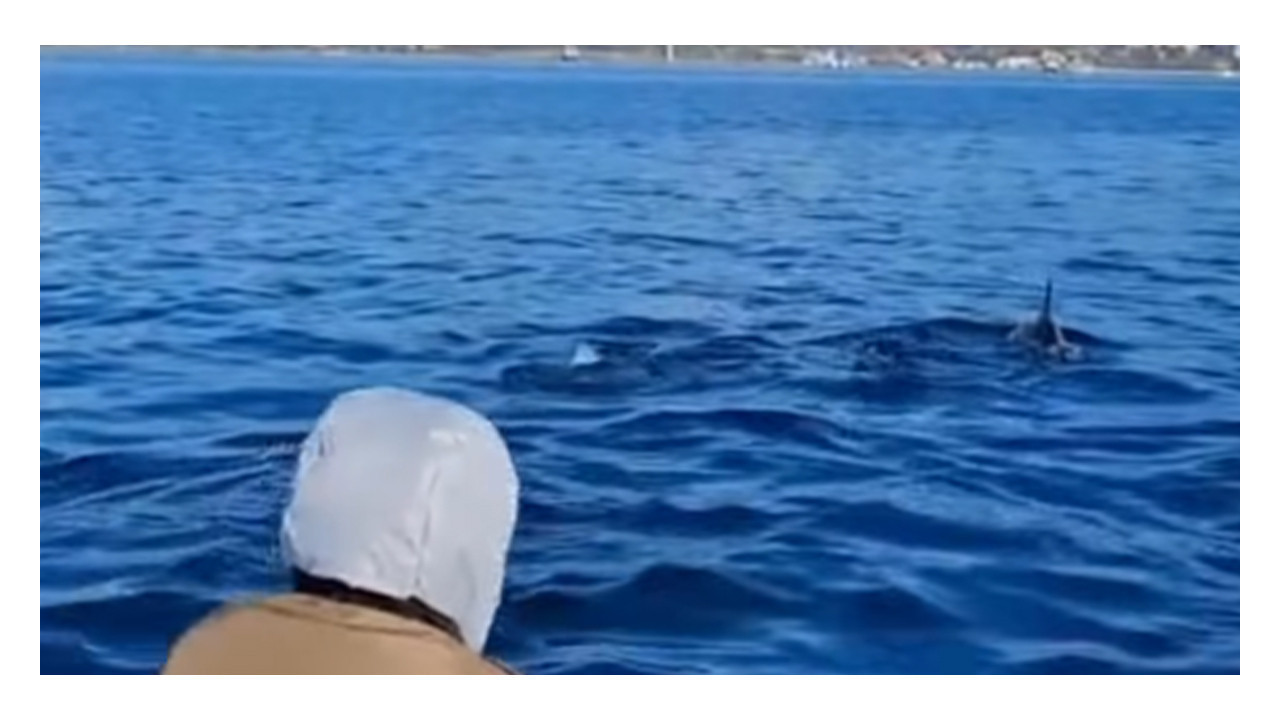 İzmit körfezinde yunuslar şov yaptı