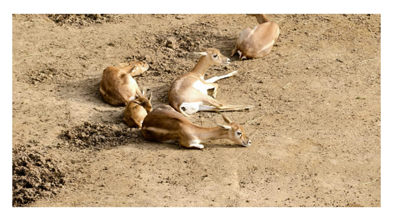 Darıca Faruk Yalçın Hayvanat Bahçesi'nde neler oluyor?