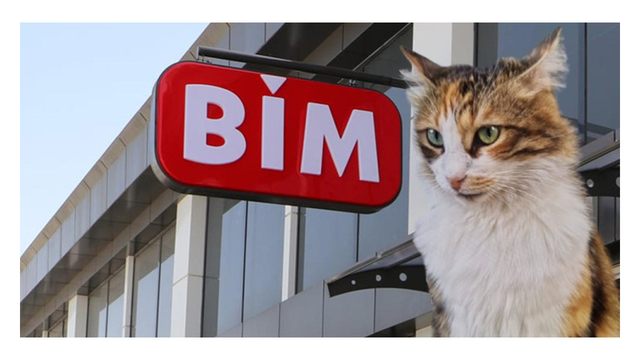 Kocaeli'den sonra şimdi de İstanbul: Zincir markette şok kedi iddiası