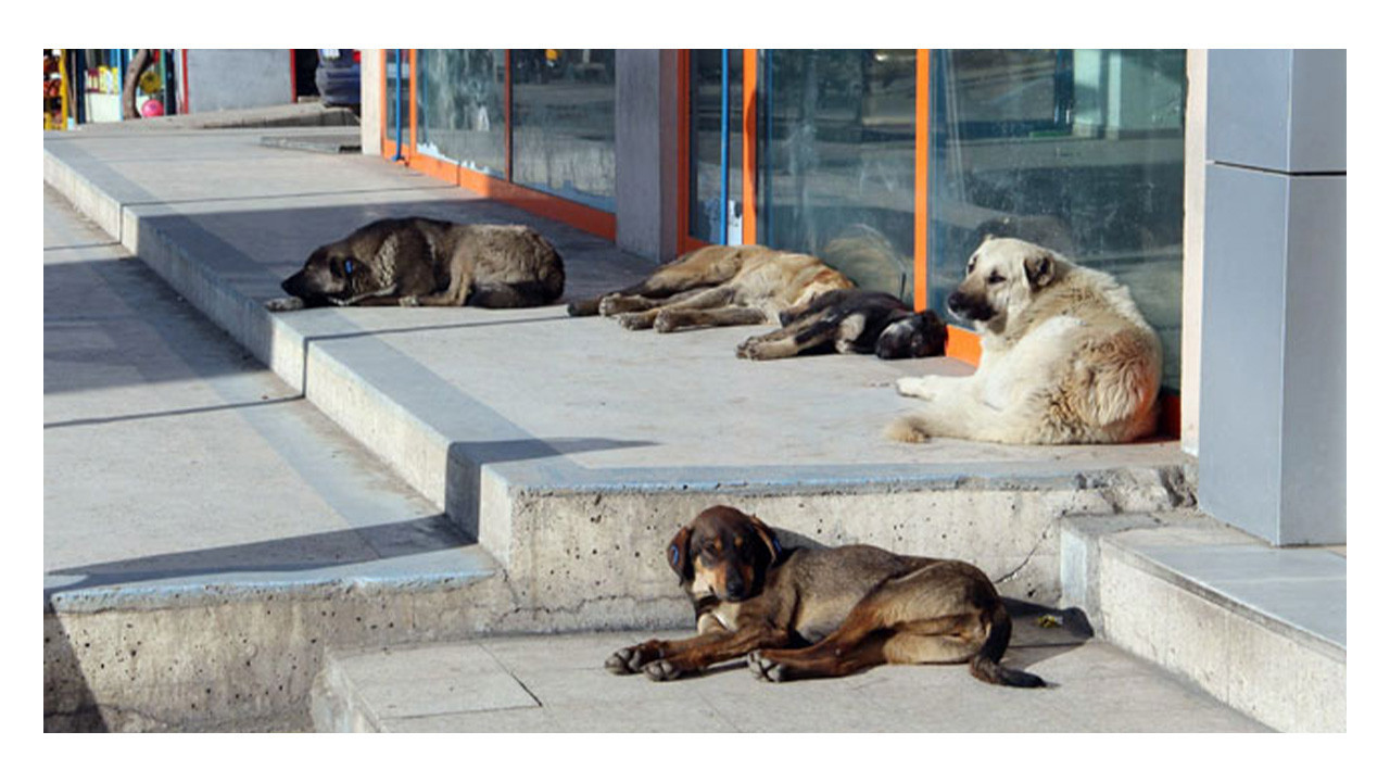 Kocaeli'nin yanı başında sokak köpeklerini beslemek yasaklandı!