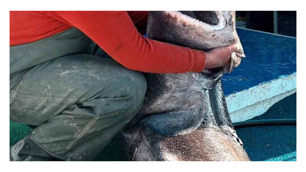 İzmit körfezinde oltalar boş kıyıları köpek balıkları sardı!