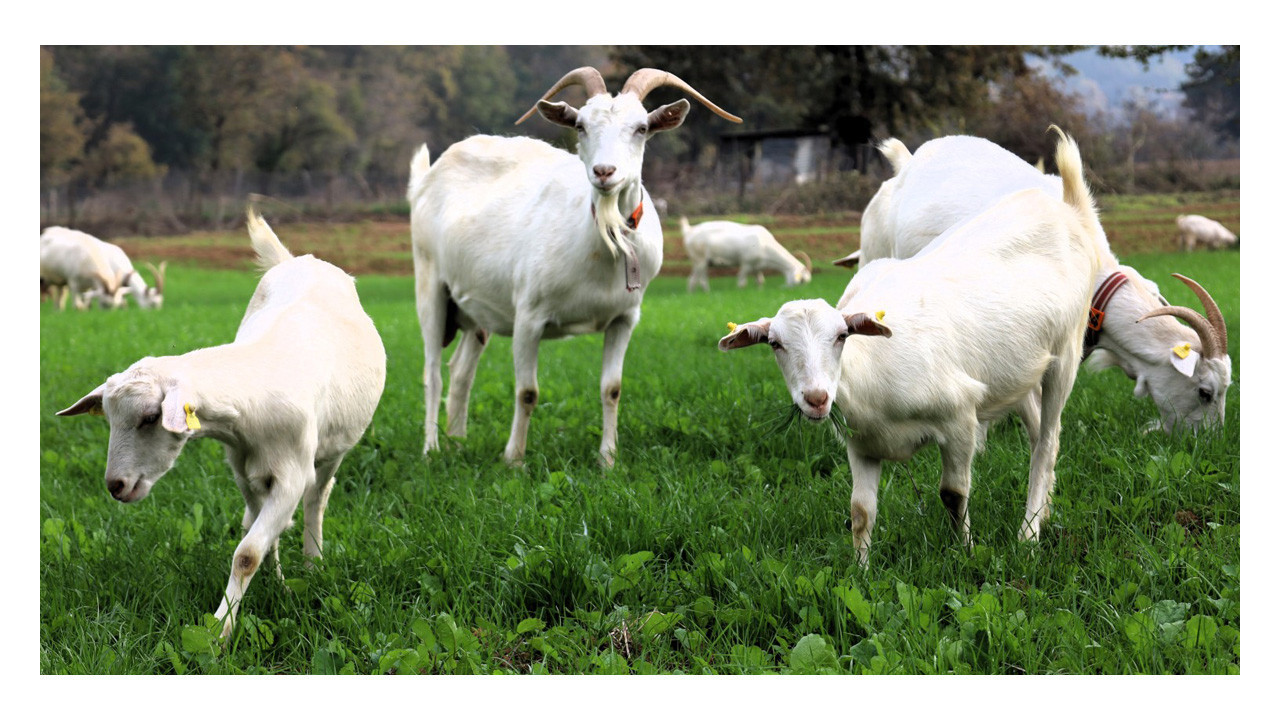 Burası Alpler değil, tarım kenti Kocaeli