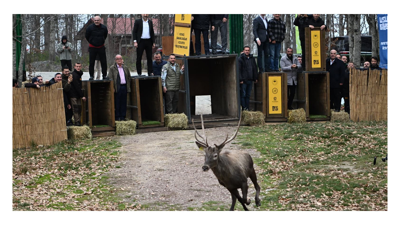 Kuzuyayla'nın GPS'li geyikleri