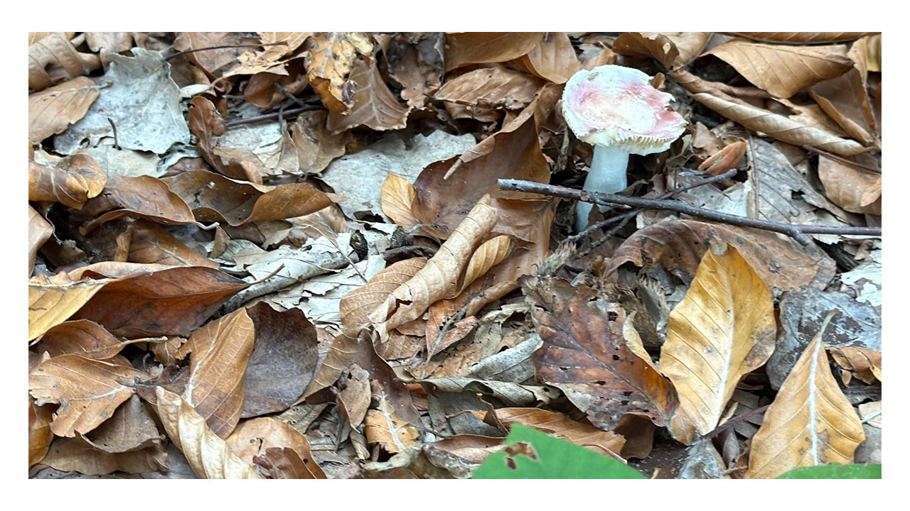 Uzmanından mantar uyarısı: "Hepsi risk içeriyor"