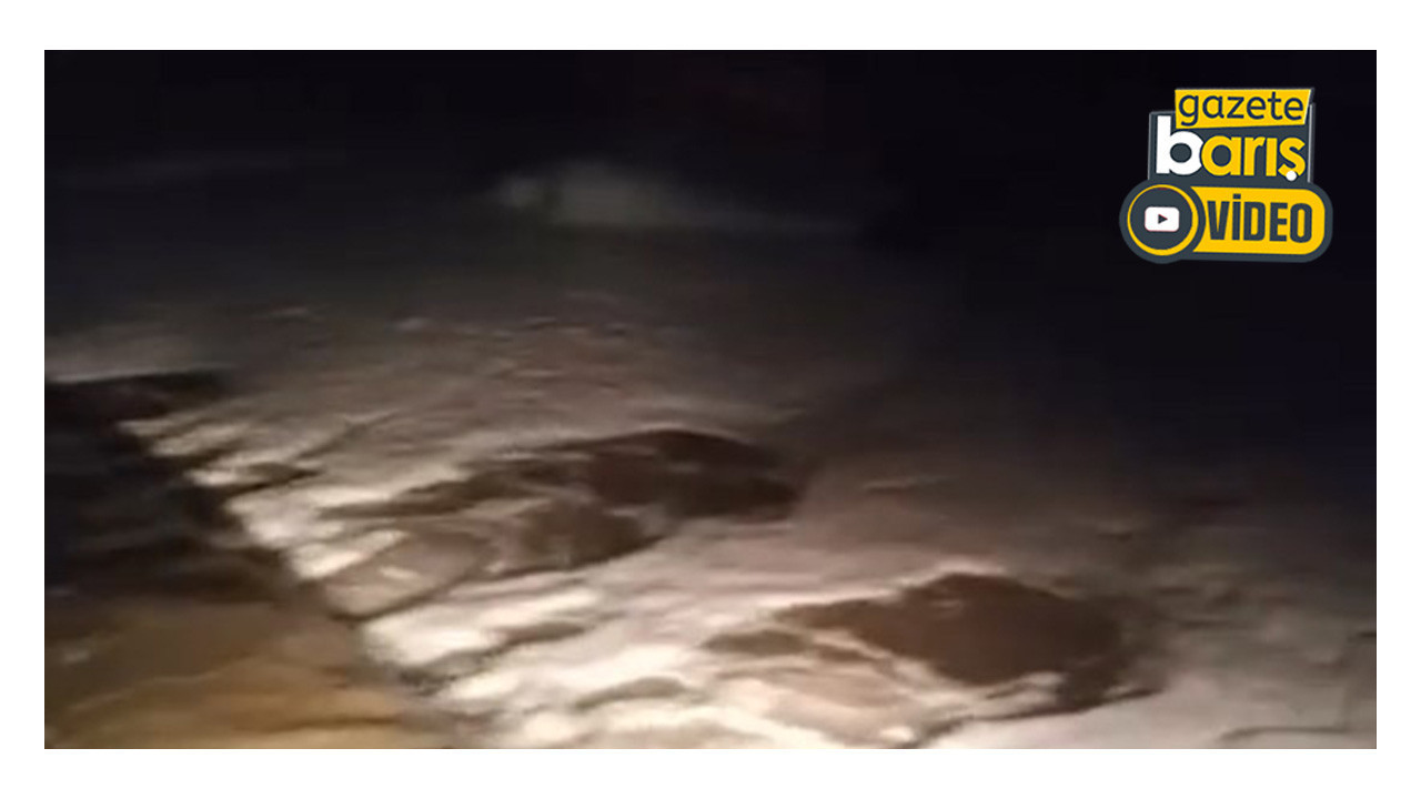 Derenin durumu korkuttu: Gebze'de çevre katliamı mı var?