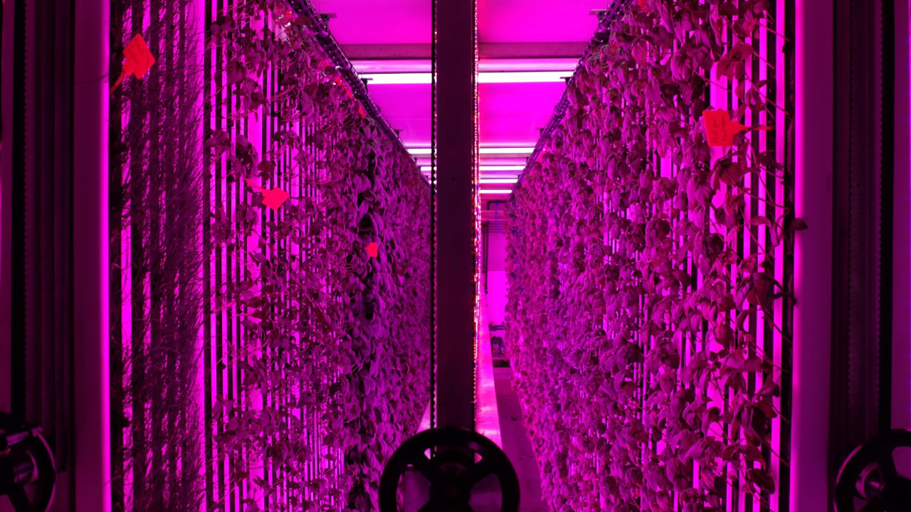 İGSAŞ dikey tarım projesi için iş birliği yaptı