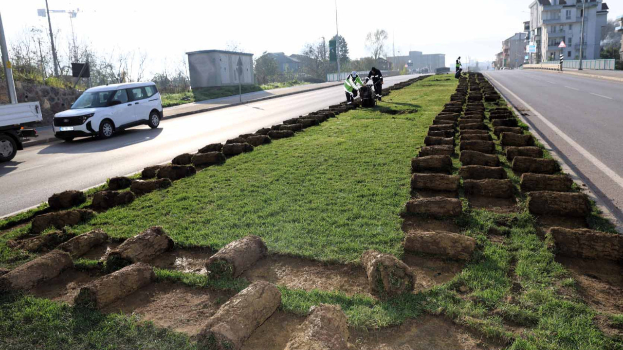 Ağaçlar yeni yerlerinde hayat bulacak