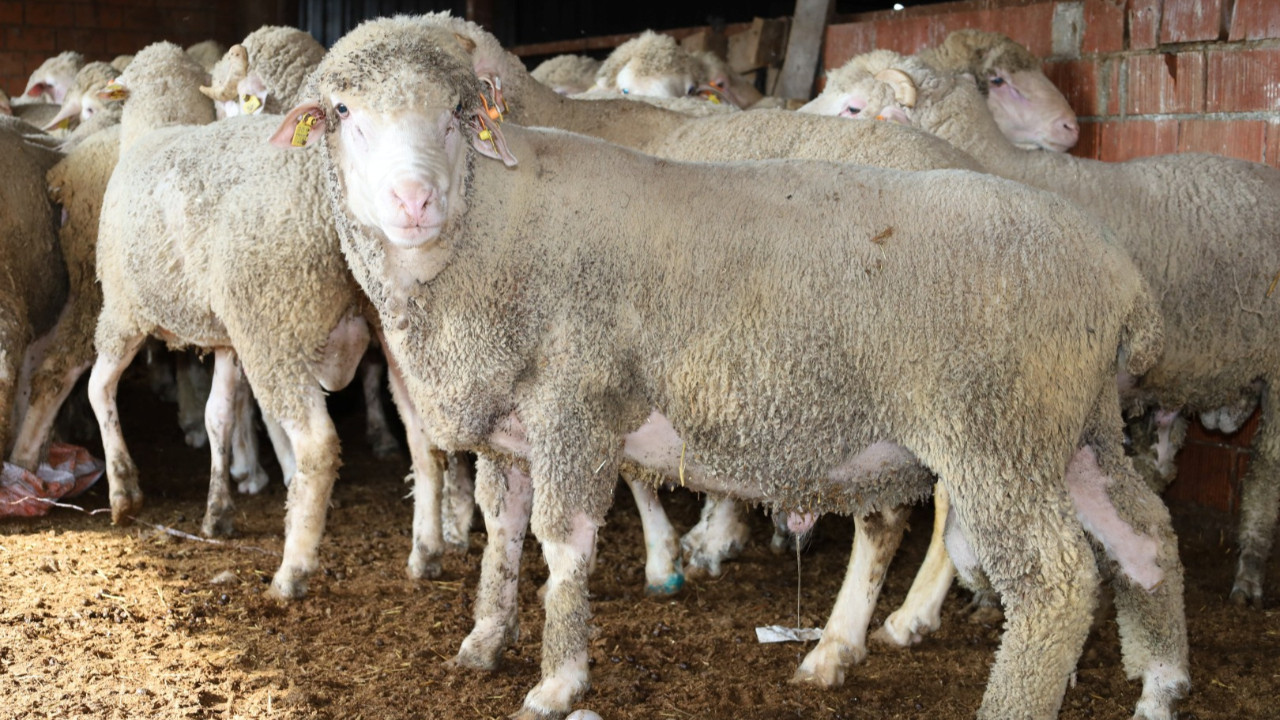 Kocaeli’nde koç desteği verimi yükseltti: İkiz ve üçüz doğumlarda rekor artış