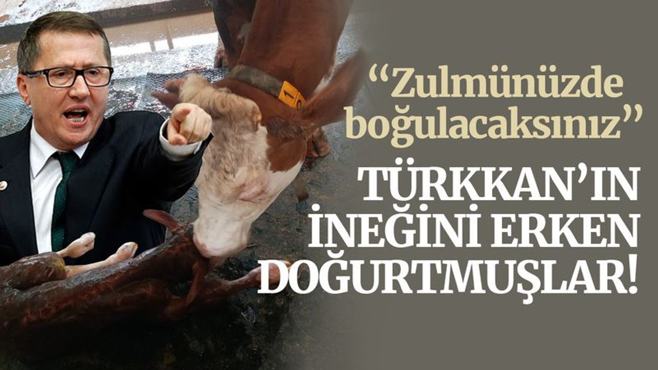 Türkkan’ın ineğini erken doğurtmuşlar! Tek tek belge paylaştı - Resim: 1