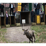 Kuzuyayla'nın GPS'li geyikleri