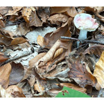 Uzmanından mantar uyarısı: "Hepsi risk içeriyor"