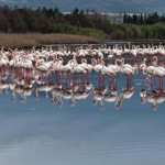 İzmit Körfezi flamingoları ağırladı