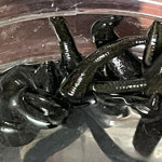 Mezbaha kanıyla besleniyor, birçok hastalığa şifa oluyorlar