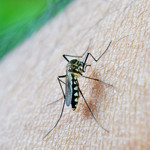 Sivrisinek kaynaklı chikungunya virüsüne karşı uyarı