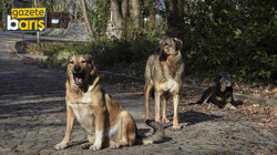 Kocaeli’nin köylerinde köpek popülasyonu dikkat çekiyor