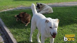Uzmanı açıkladı: Kurbanda sakatatları sokak köpeklerine vermeyin