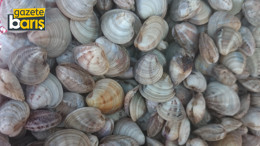 Deniz hıyarı ve beyaz kum midyesi üretimi arttı