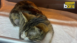 Kedinin mesanesinden 2 santimlik taş çıkarıldı