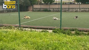 Çocukların oynaması gereken yerde köpekler kol geziyor