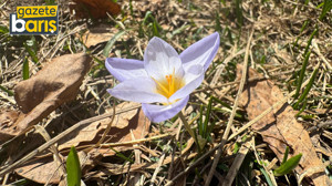 Dünyada sadece Kocaeli'de var: Sakın yemeyin ve kopartmayın